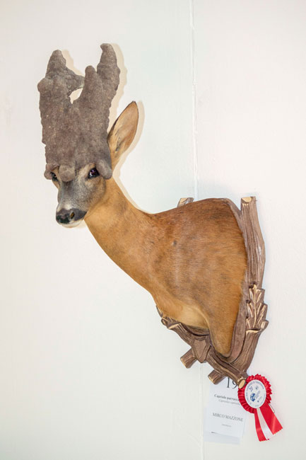 capriolo parruccato